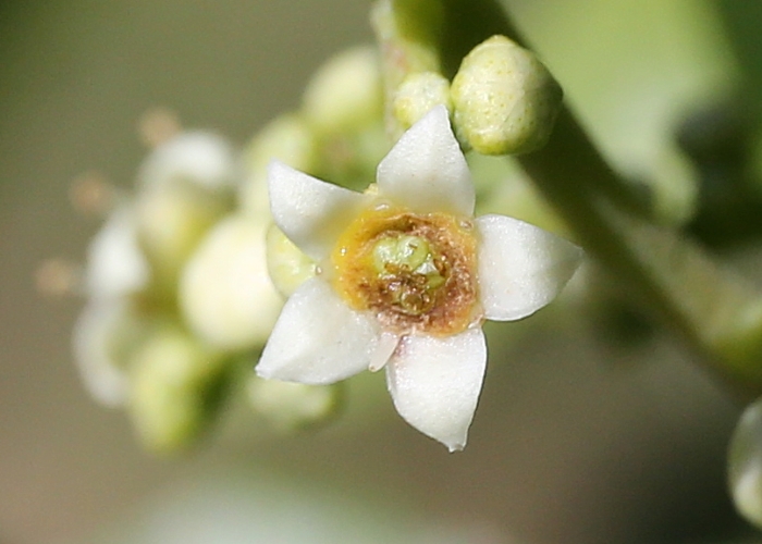 North Queensland Plants Rutaceae